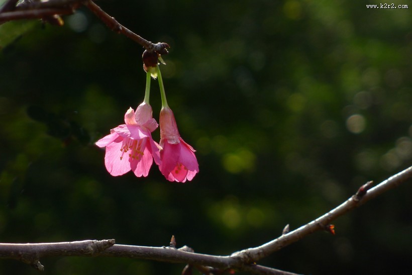 粉色樱花图片大全