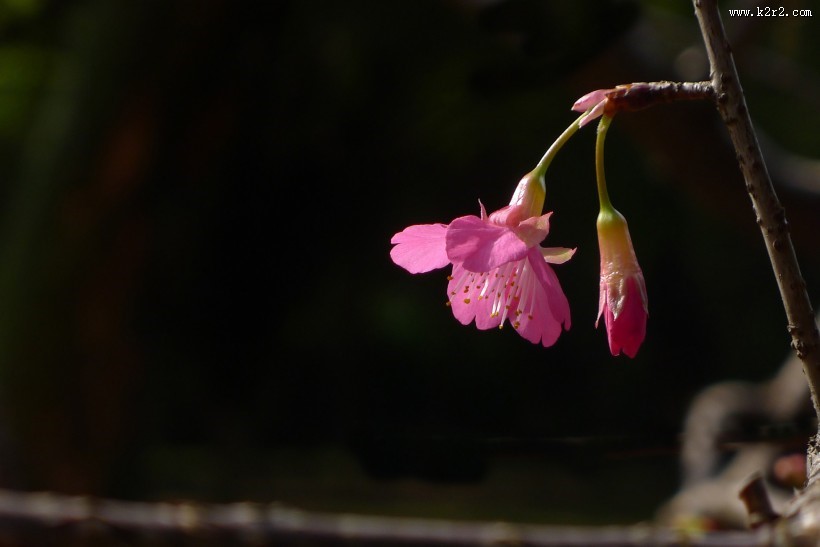 粉色樱花图片大全