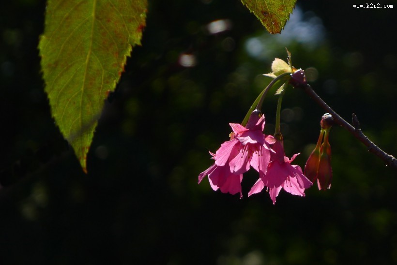 粉色樱花图片大全
