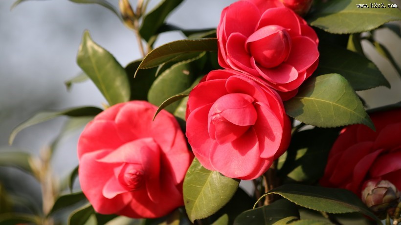 山茶花图片大全