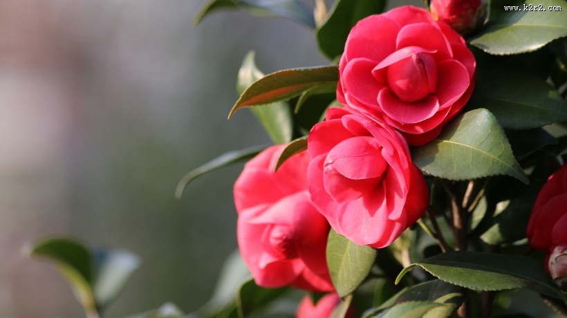 山茶花图片大全