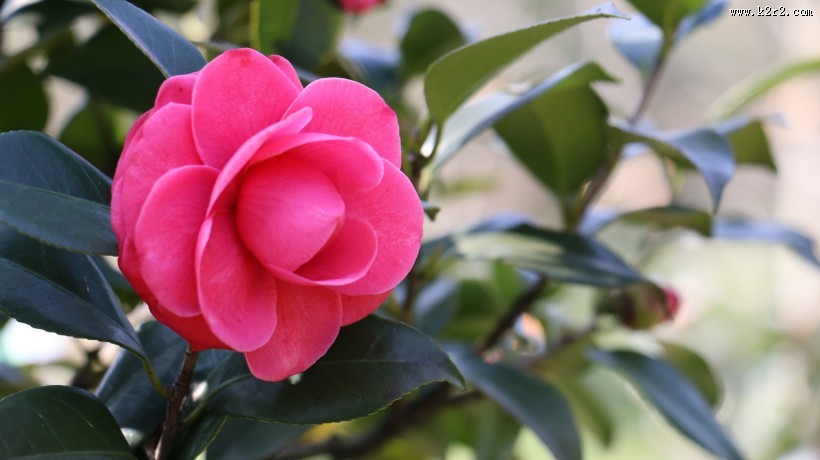 山茶花图片大全