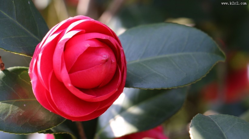 山茶花图片大全