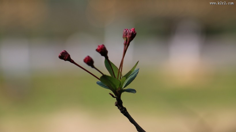垂丝海棠嫩叶图片