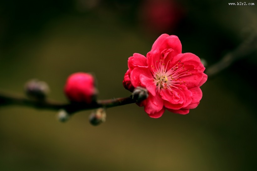 艳丽的桃花图片