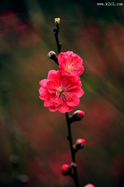 艳丽的桃花图片