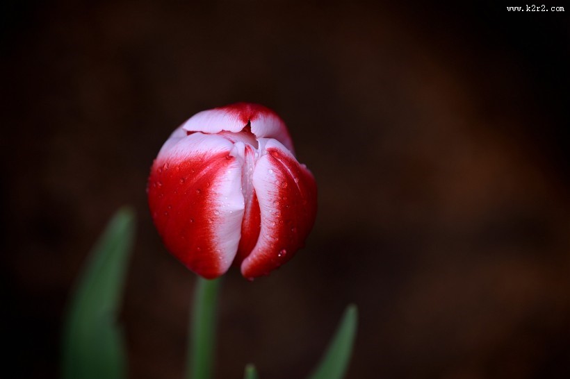 典雅郁金香图片