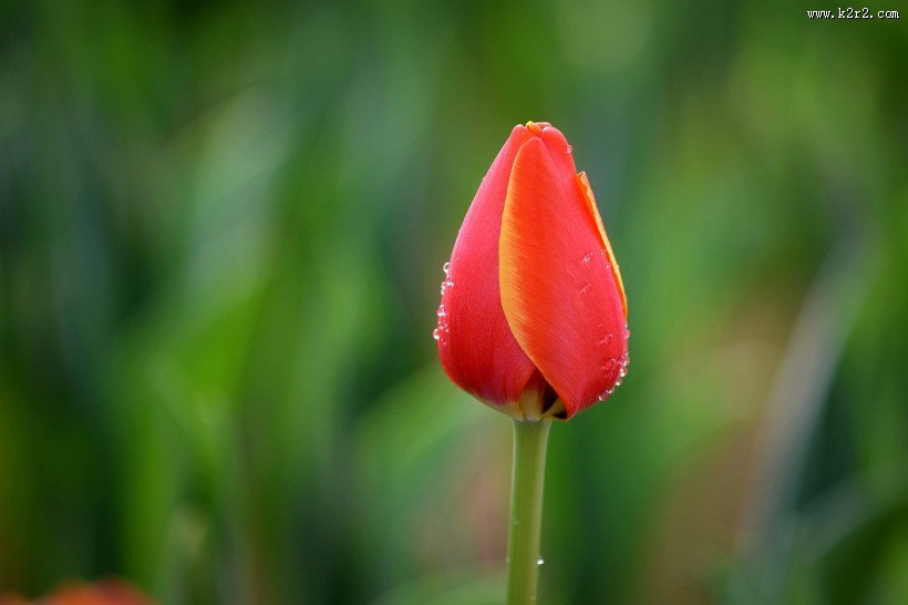 典雅郁金香图片