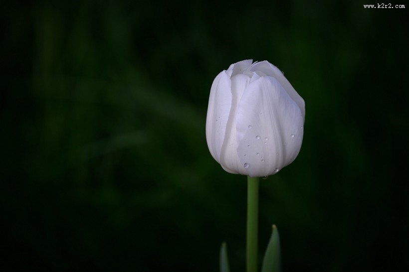 典雅郁金香图片