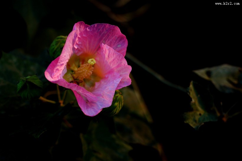 溪边粉色木棉花图片