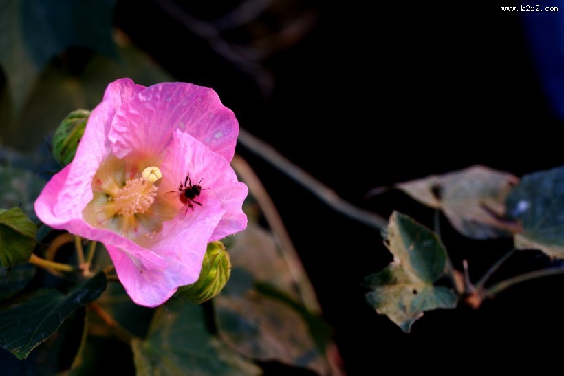 溪边粉色木棉花图片