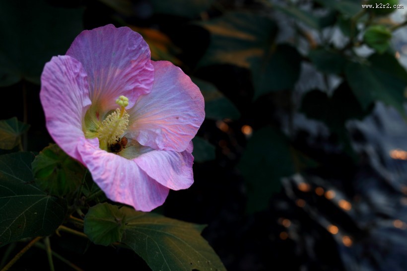 溪边粉色木棉花图片