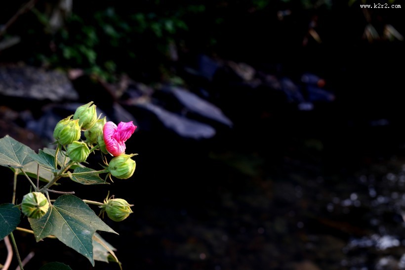 溪边粉色木棉花图片