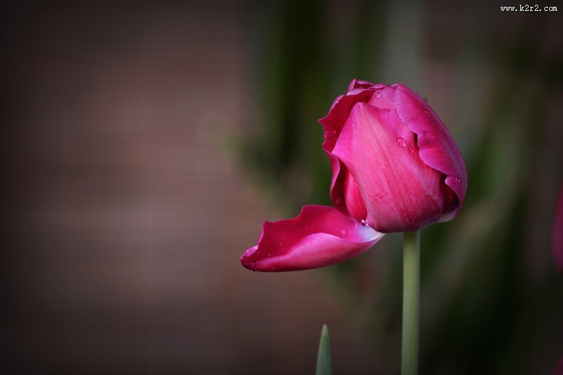 娇艳郁金香图片