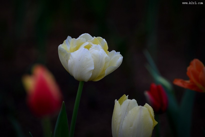 娇艳郁金香图片