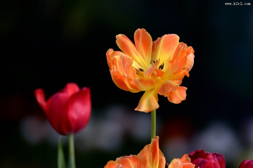 娇艳郁金香图片