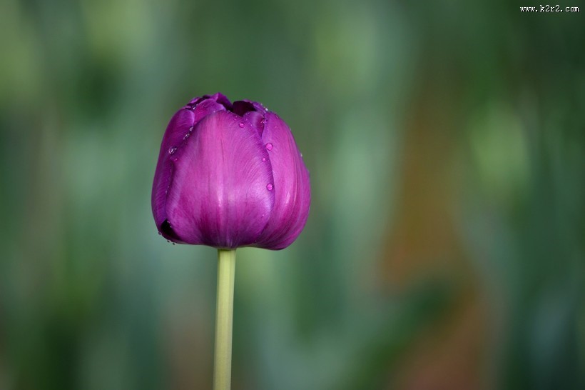娇艳郁金香图片
