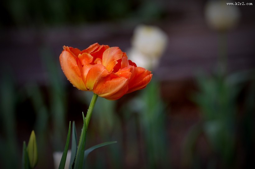娇艳郁金香图片