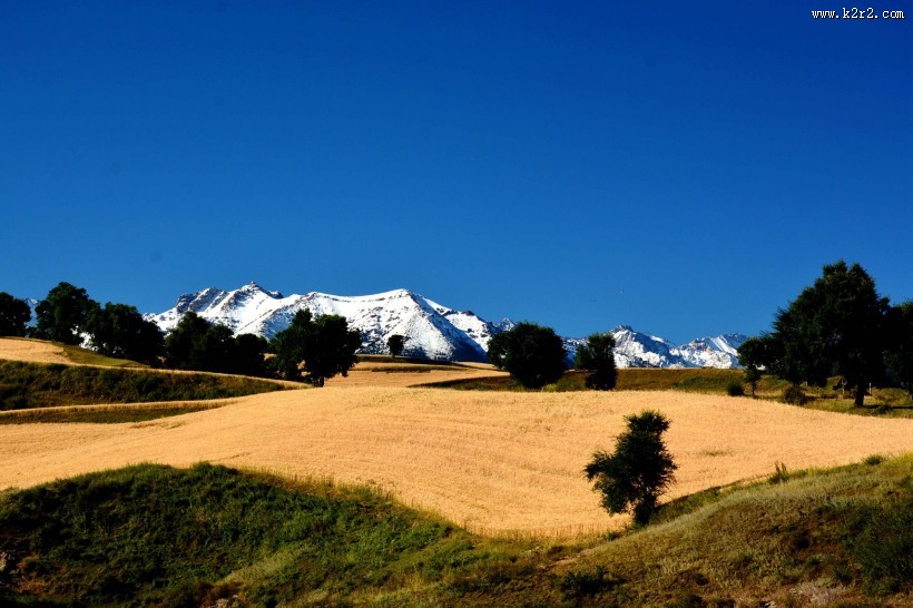 雪山下的金色麦田图片