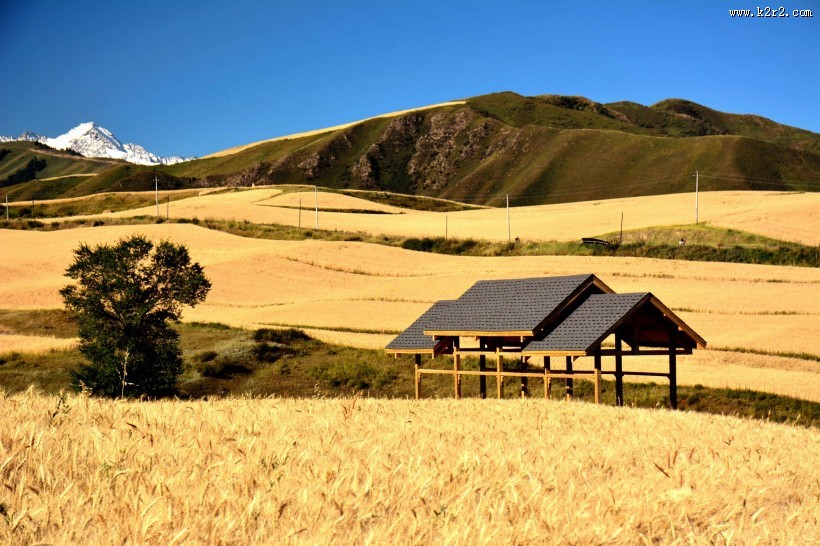 雪山下的金色麦田图片