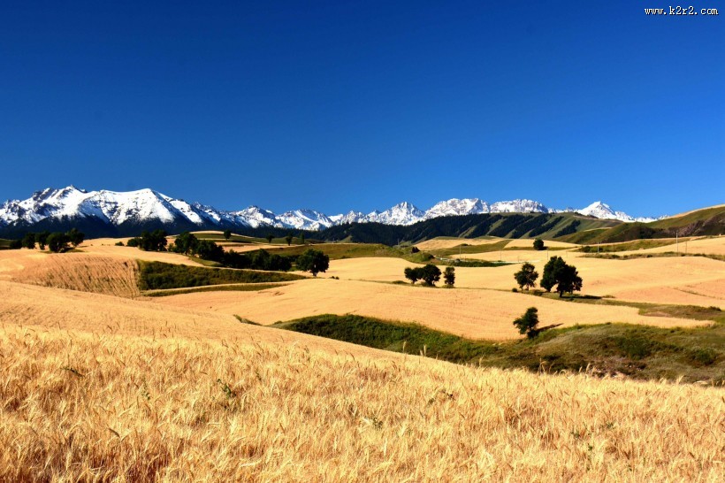 雪山下的金色麦田图片