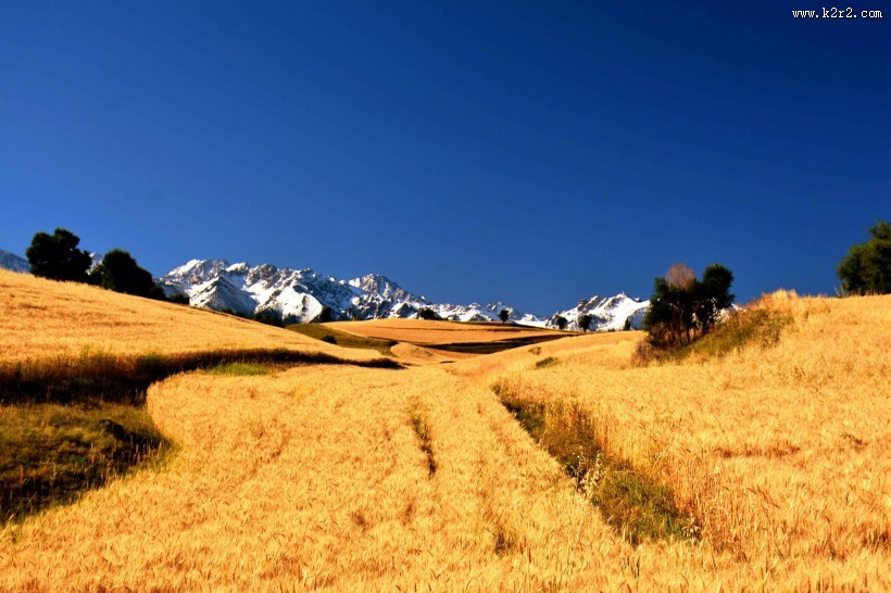 雪山下的金色麦田图片