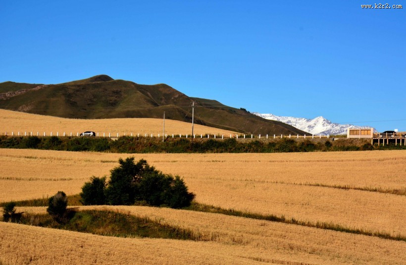 雪山下的金色麦田图片
