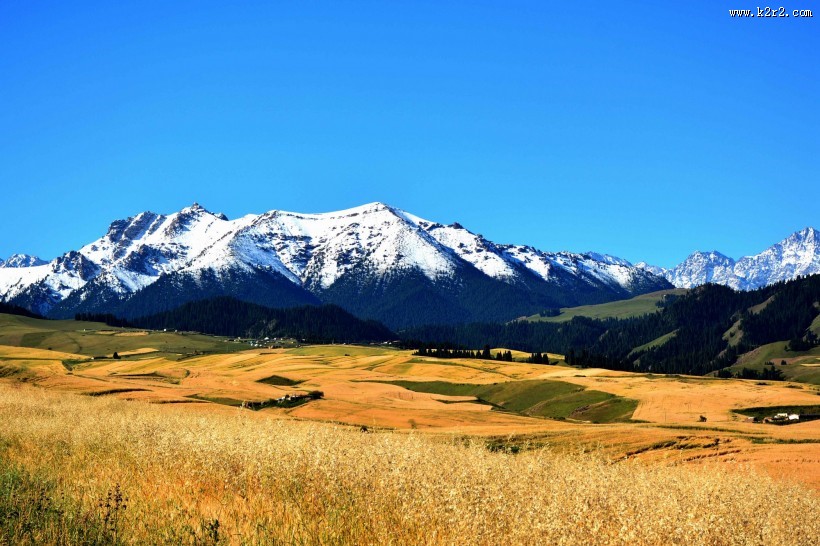 雪山下的金色麦田图片