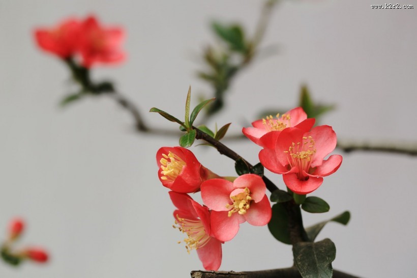 海棠花图片大全