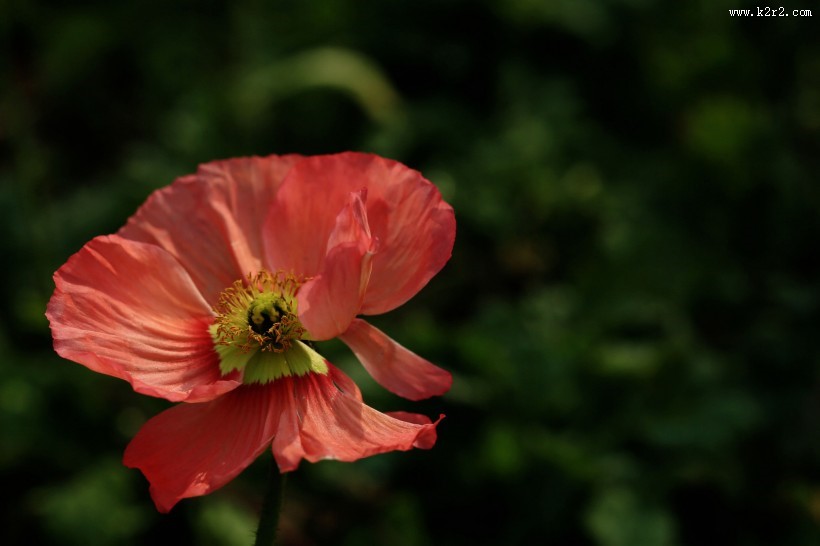 艳丽的虞美人图片