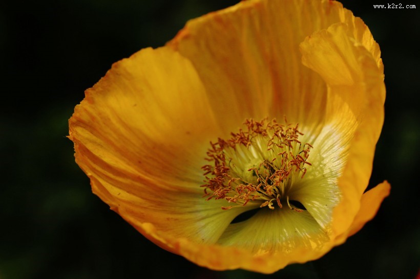 艳丽的虞美人图片