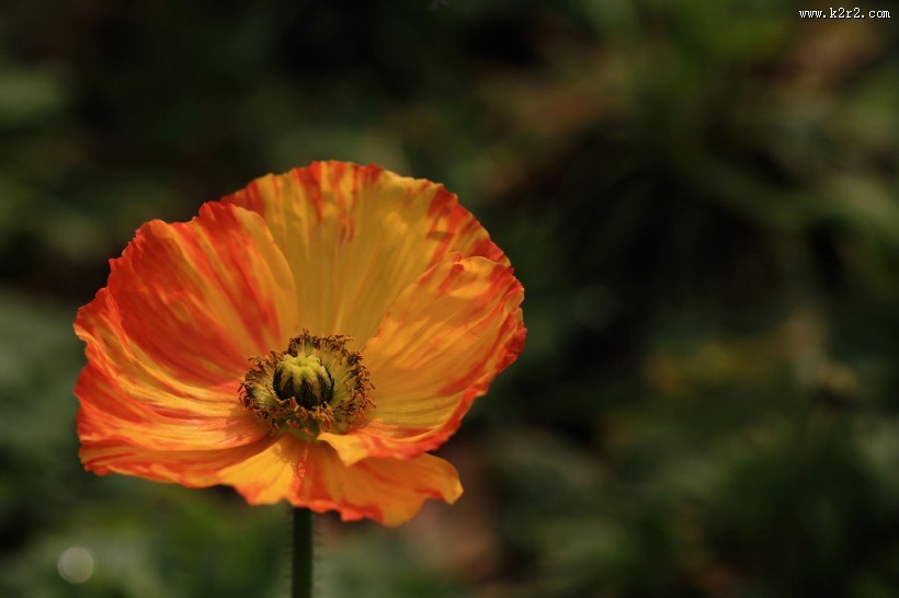 艳丽的虞美人图片