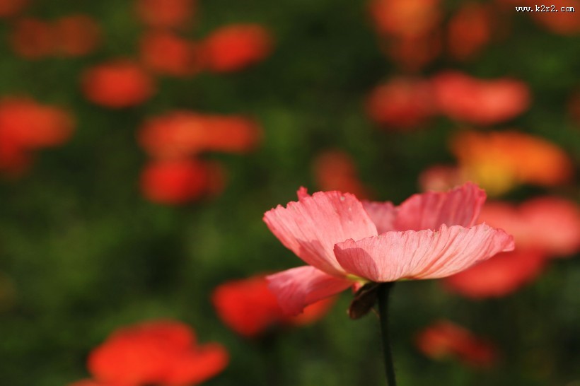艳丽的虞美人图片