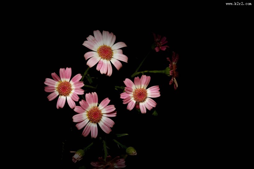 带露珠的粉色瓜叶菊图片