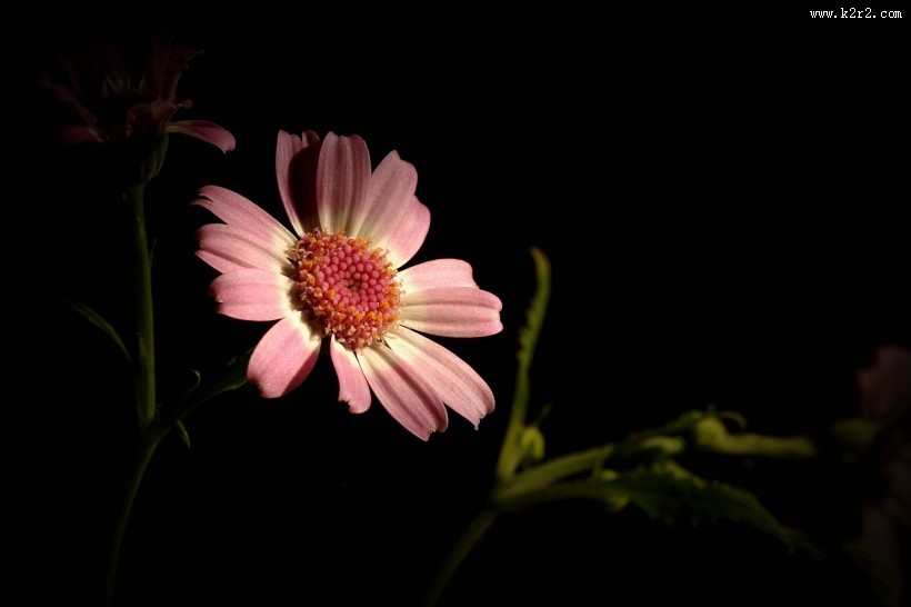 带露珠的粉色瓜叶菊图片