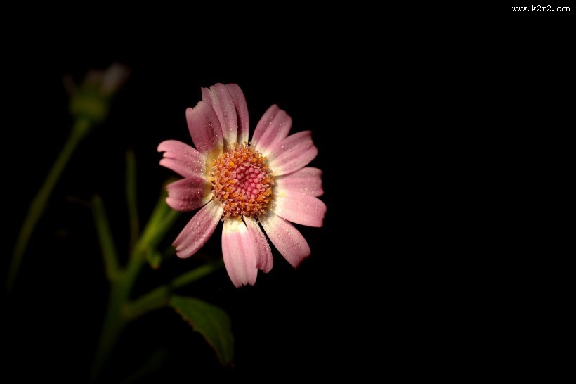 带露珠的粉色瓜叶菊图片