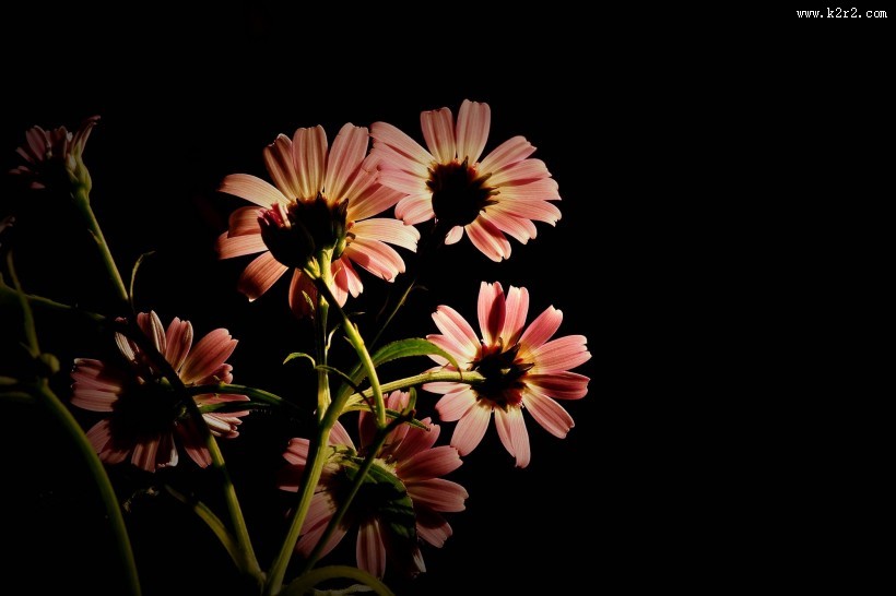 带露珠的粉色瓜叶菊图片