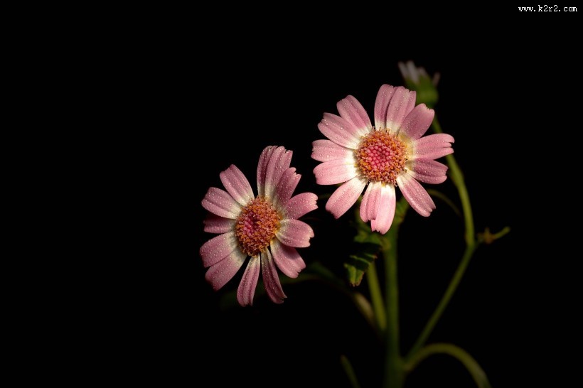 带露珠的粉色瓜叶菊图片