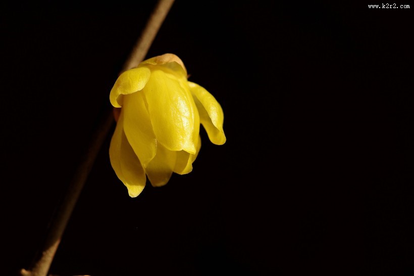 黄色腊梅花图片大全