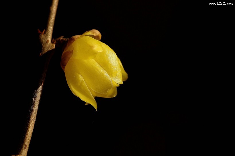 黄色腊梅花图片大全