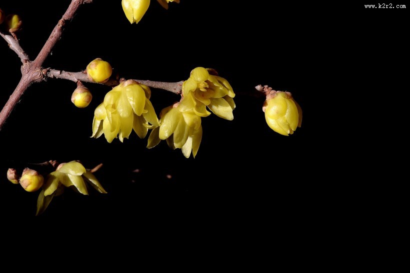 黄色腊梅花图片大全