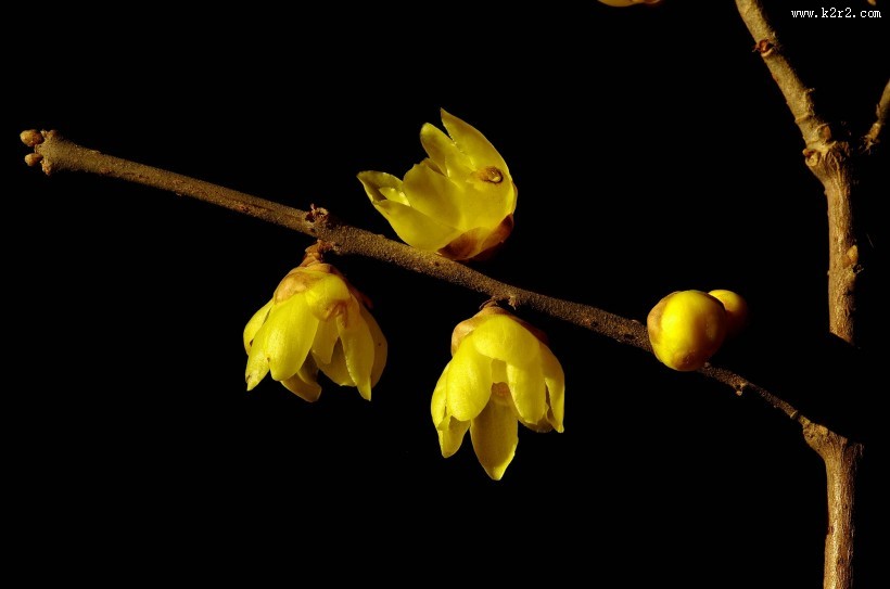 黄色腊梅花图片大全