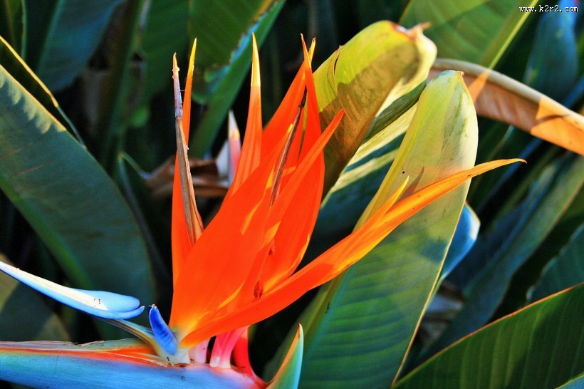 鹤望兰图片大全