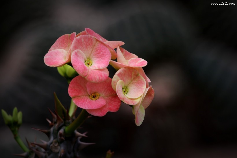 虎刺梅图片大全