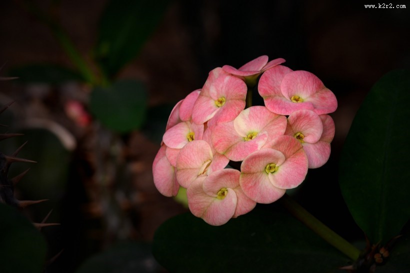 虎刺梅图片大全