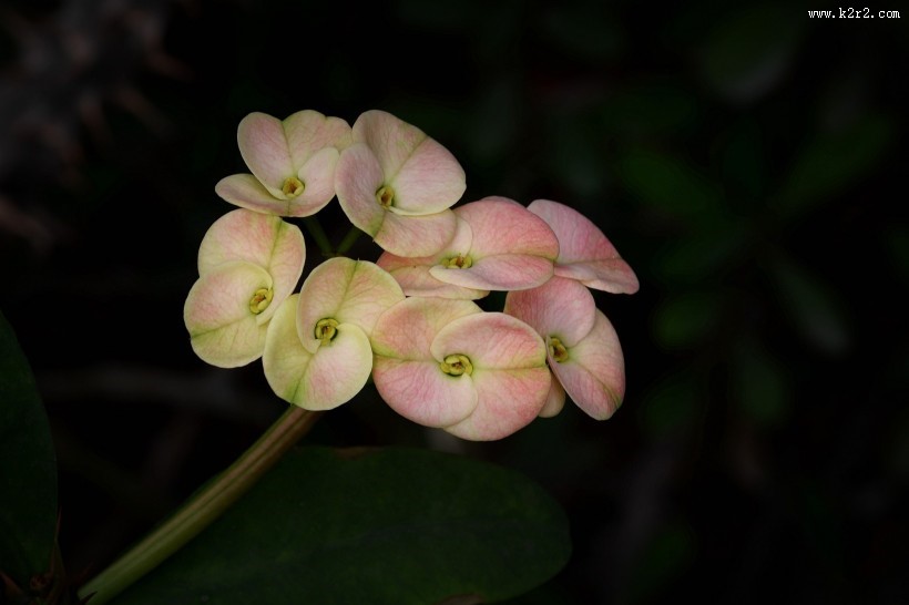 虎刺梅图片大全