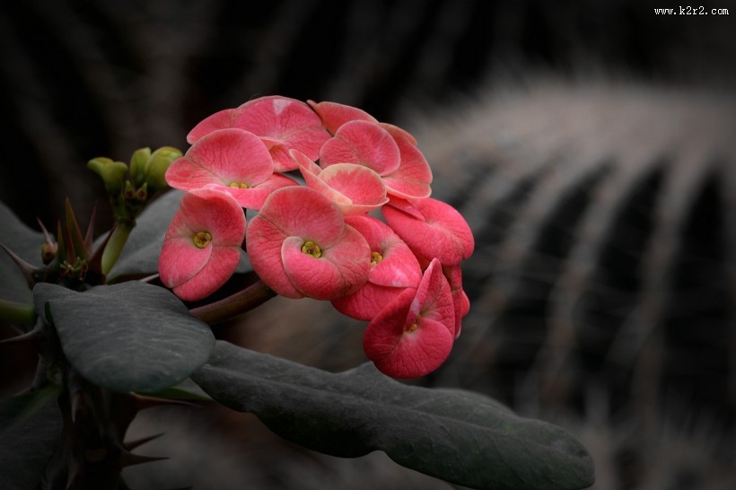 虎刺梅图片大全