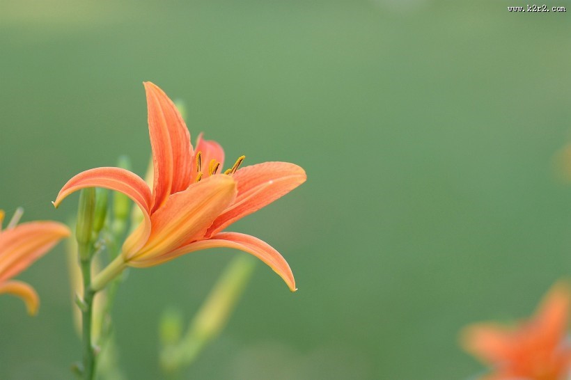 绿色背景的萱草图片大全