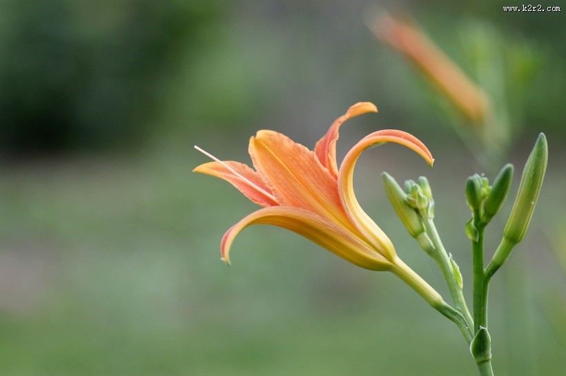 绿色背景的萱草图片大全