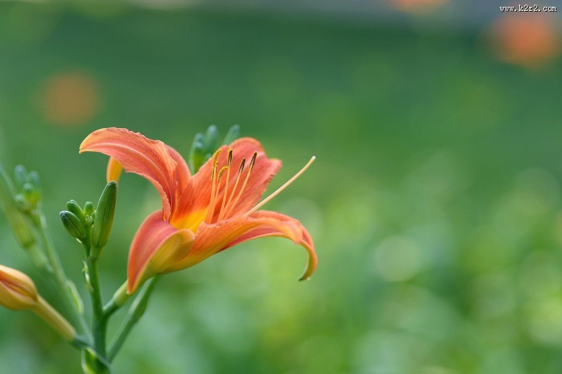 绿色背景的萱草图片大全